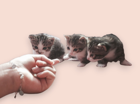 Gatitos bebés "Paw´n Go"
